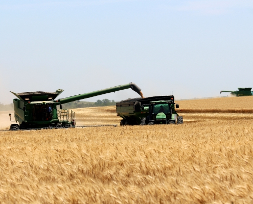 Wheat harvest photo