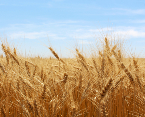 Image of wheat field to illustrate report on global wheat production