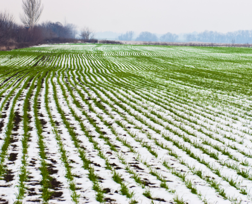 agricultural field of winter wheat under the snow