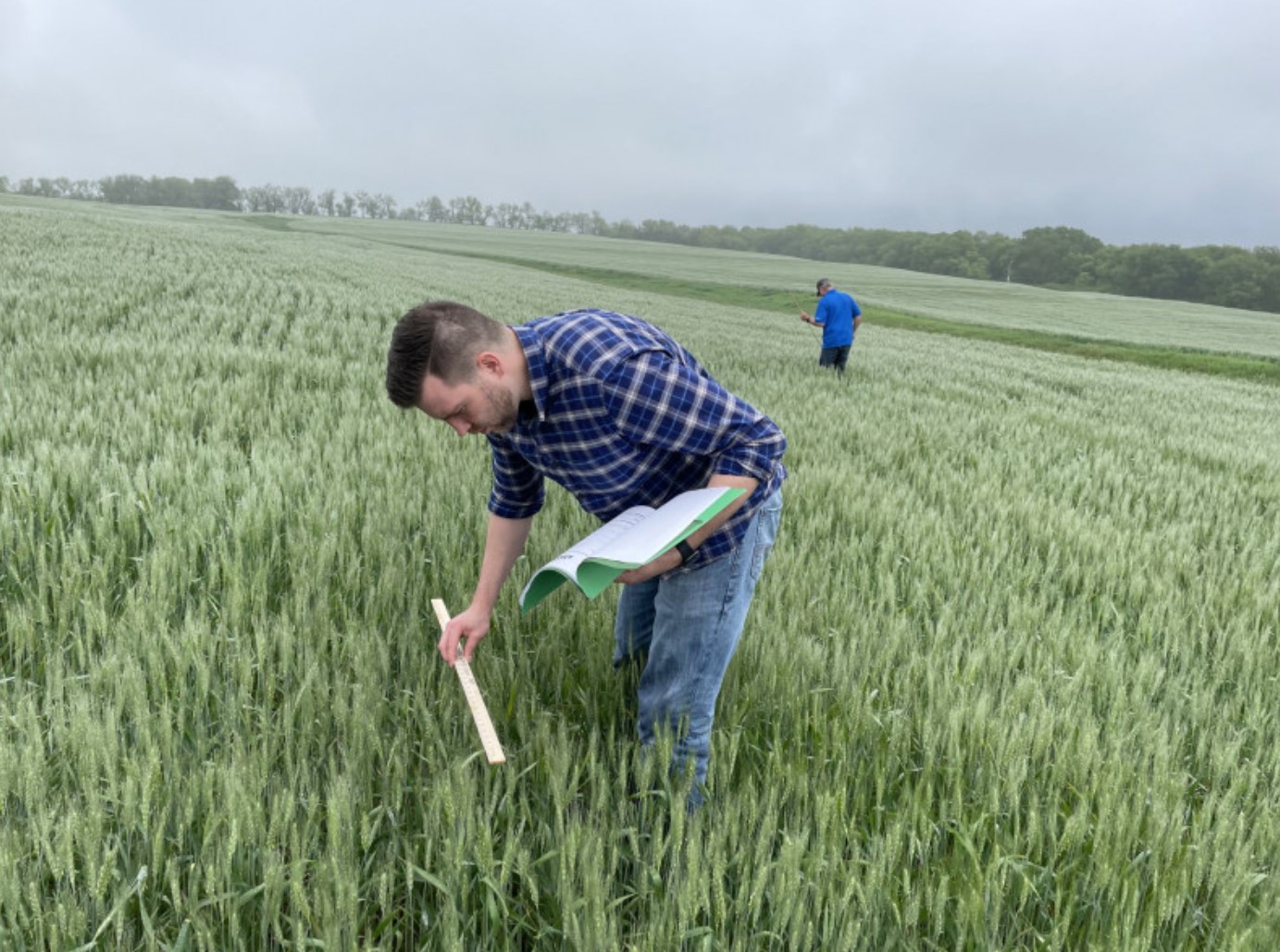 Calculating yield potential at the 2021 hard winter wheat tour