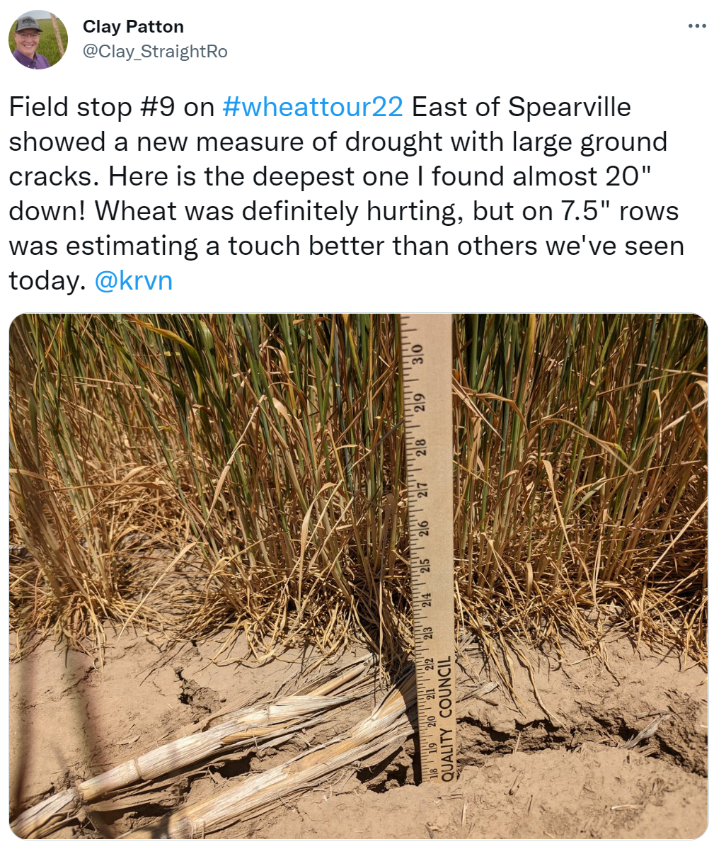 Close up of super dry soil and wheat in a field showing drought in Kansas wheat crop