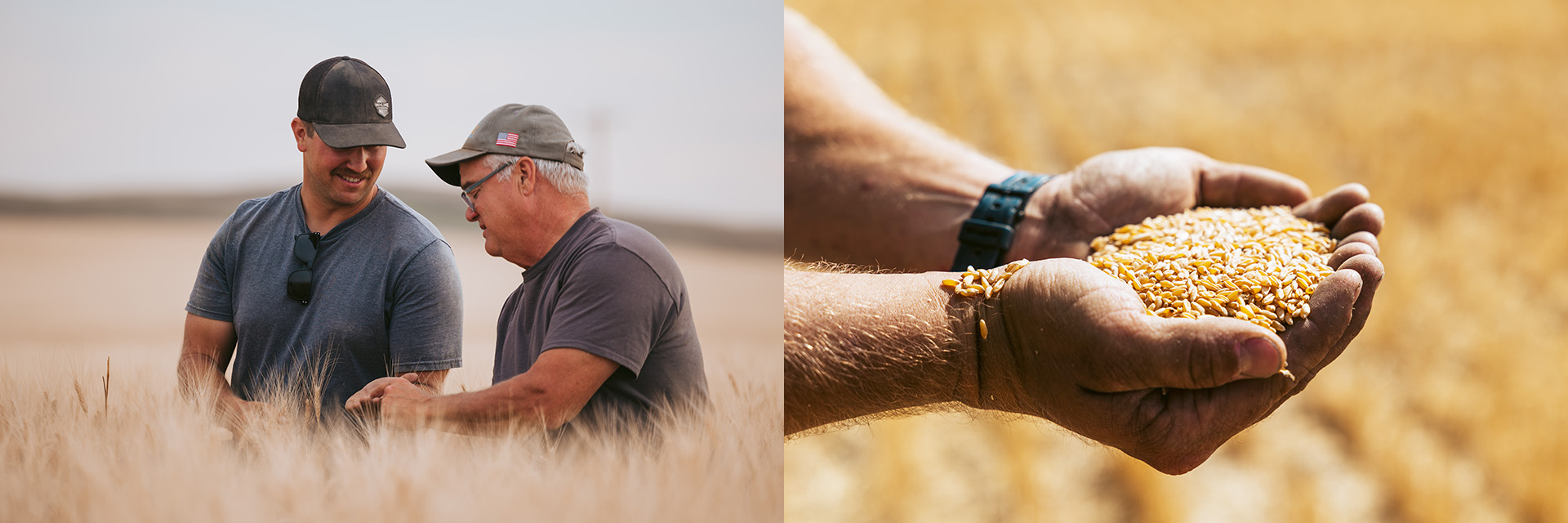 Farmers in the northern part of the U.S. produced a larger durum wheat crop in 2022. The U.S. Wheat Crop Quality Report shows high vitreous levels, low moisture, high test weights, little to no damage, sound kernel characteristics and high color scores, this crop will provide tremendous value to buyers.