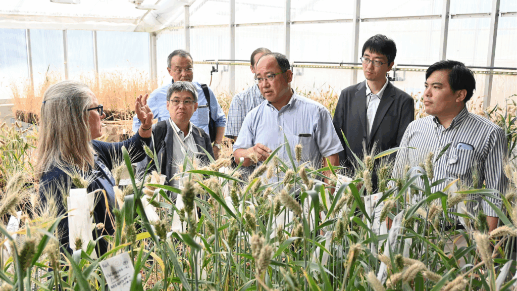 Wheat breeder discusses breeding pipeline with Japanese trade team.
