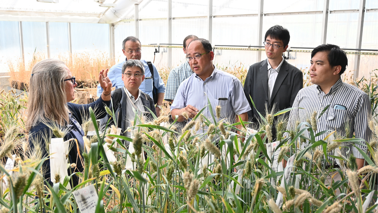 Wheat breeder discusses breeding pipeline with Japanese trade team.