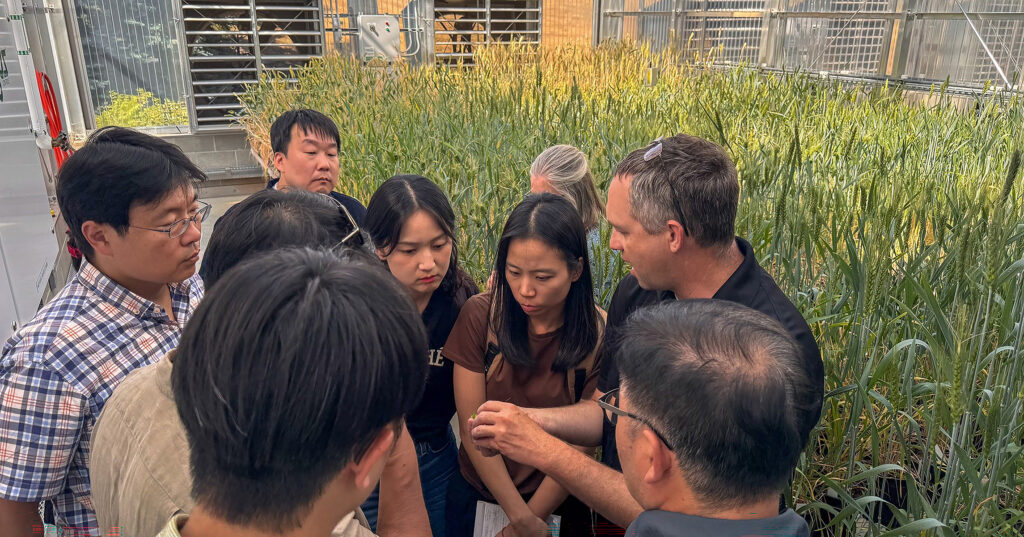 South Korean team learns about wheat breeding in Washington