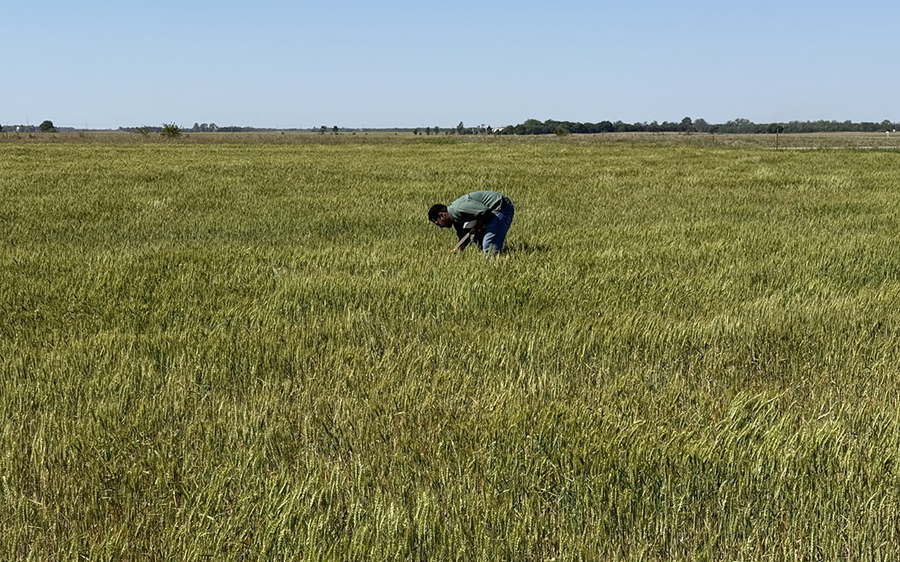 measuring wheat yield