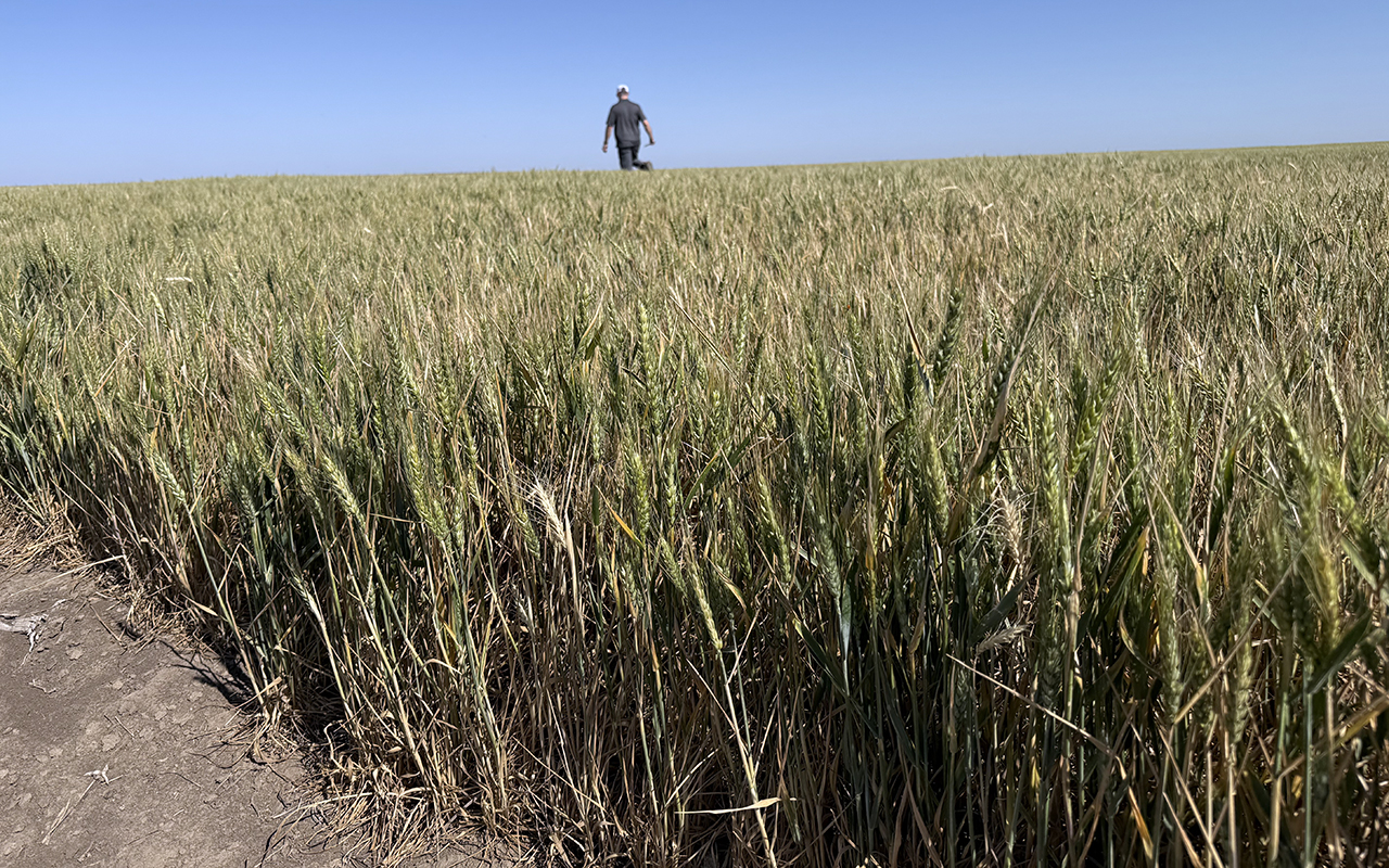 wheat field in Kansas