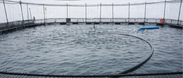 Salmon Feeding Pen