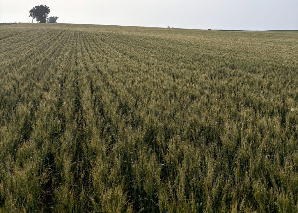 wheat field in North Dakota