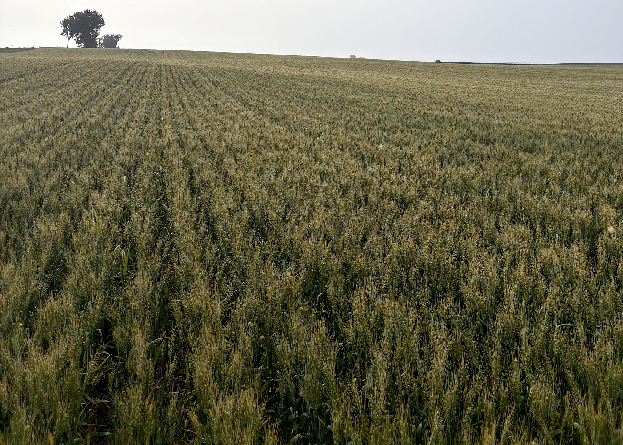 wheat field in North Dakota