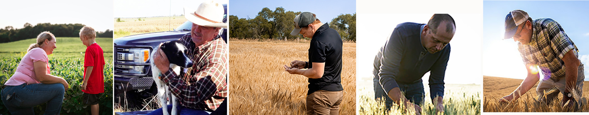 USW Video Series Effective In Sharing Wheat Farmers’ Stories Of ...