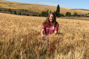 Amber Hauvermale, research assistant professor in Washington State University's Department of Crop and Soil Sciences, led a team that developed new equipment and new methods that serve as an alternative to decades-old falling number tests.