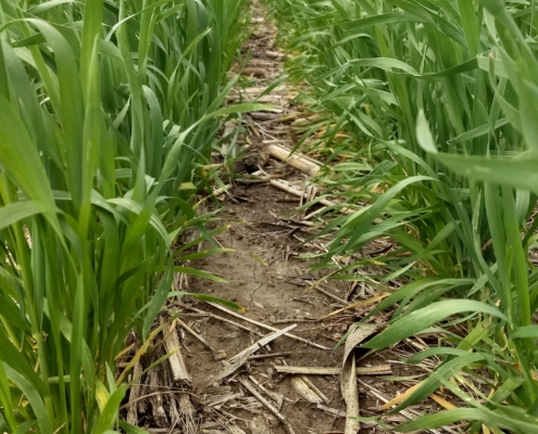 Wheat growing in rows