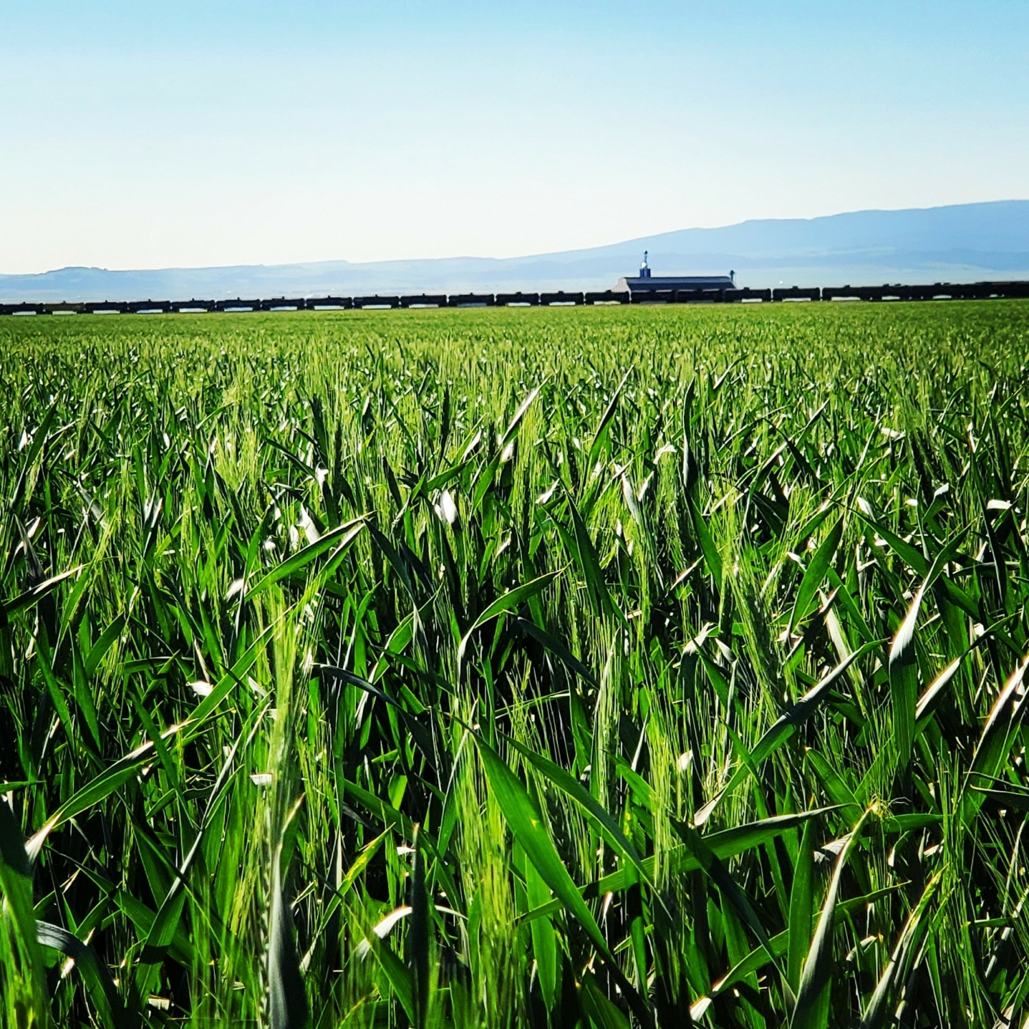 news-and-information-from-around-the-wheat-industry