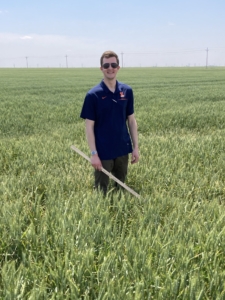 Photo shows Peter Laudeman in a wheat field with a yardstick during the 2024 Wheat Tour.