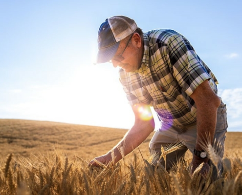 Photo is a man with a cap, sunglasses and plaid shirt bending down to see wheat plants in a mature wheat field.