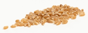 Hard red spring wheat kernels