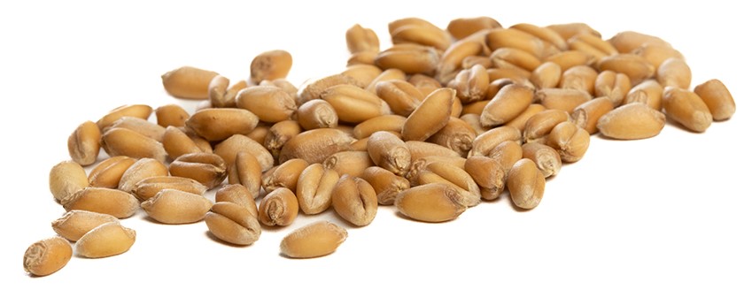 Soft red winter wheat kernels against a white background.