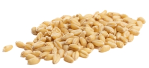 Kernels of soft white wheat used as flour in cakes, cookies and pastries on a white background.