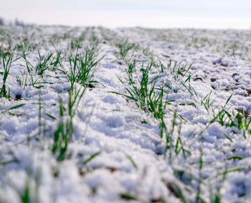 Sprouts of green winter wheat on a field covered with the first snow. Wheat field covered with snow in winter season