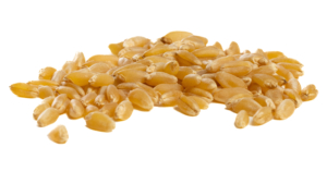 Durum wheat, the key ingredient in pasta, is grown mostly in North Dakota, Montana, and the Desert Durum® regions of Arizona and California.