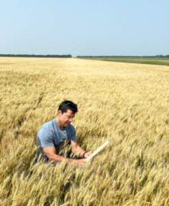 USW Director of Communications Ralph Loos examines a field of hard red spring wheat in Traill County, North Dakota during the 2024 Wheat Quality Tour.