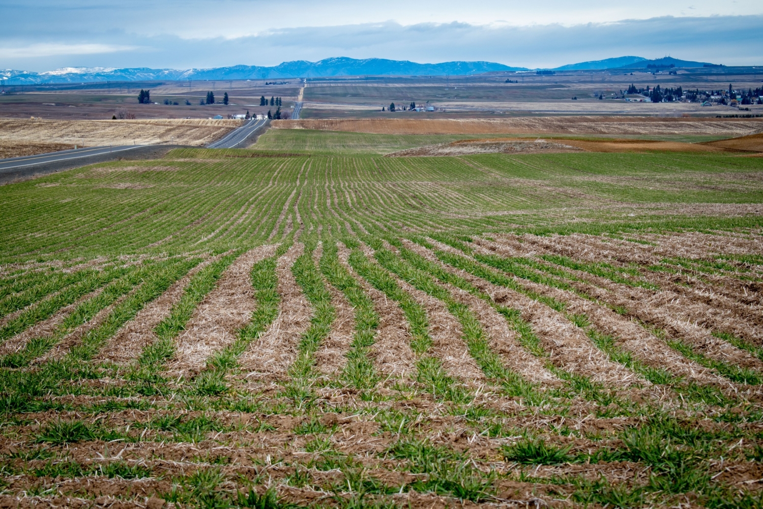 soft-white-wheat-crop-looks-better-this-year